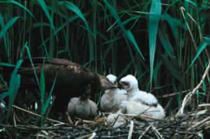 Botniak stawowy - foto: G.Bobrowicz