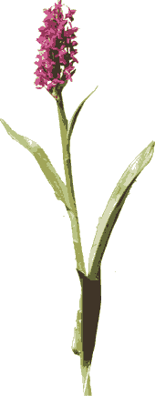 zdjcie